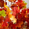 image:imageNearly Natural 4ft PreLit Shades of Autumn Maple Artificial Fall Tree with 180 Warm White LED Lights