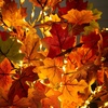 image:imageNearly Natural 4ft PreLit Shades of Autumn Maple Artificial Fall Tree with 180 Warm White LED Lights
