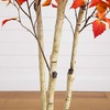 image:imageNearly Natural 7ft Autumn Birch Artificial Fall Tree