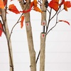 image:imageNearly Natural 7ft Autumn Birch Artificial Fall Tree