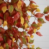 image:imageNearly Natural 7ft Autumn Ficus Artificial Fall Tree