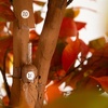image:imageNearly Natural 8ft Autumn Ficus Artificial Fall Tree