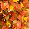 image:imageNearly Natural 8ft Autumn Ficus Artificial Fall Tree