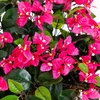 image:imageNearly Natural Bougainvillea Hanging Basket UV Resistant IndoorOutdoorPink