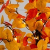 image:imageNearly Natural 21in PreLit Bright Autumn Eucalyptus Artificial Fall Tree with 50 Warm White LED Lights