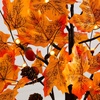 image:imageNearly Natural 2ft PreLit Autumn Maple Artificial Fall Tree with Acorns amp Pinecones  18 Warm White LED Lights