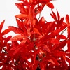 image:imageNearly Natural 2ft PreLit Red Autumn Maple Artificial Fall Tree with 50 Warm White LED Lights