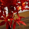 image:imageNearly Natural 2ft PreLit Red Autumn Maple Artificial Fall Tree with 50 Warm White LED Lights