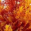 image:imageNearly Natural 3ft UV Resistant Autumn Artificial Fall Cedar Tree  IndoorOutdoor