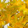 image:imageNearly Natural 4ft PreLit Yellow Autumn Maple Artificial Fall Tree with 150 Warm White LED Lights