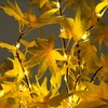 image:imageNearly Natural 4ft PreLit Yellow Autumn Maple Artificial Fall Tree with 150 Warm White LED Lights