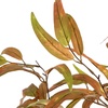 image:imageNearly Natural 5FT Wispy Artificial Eucalyptus Tree for Autumn Faux Eucalyptus Tree with Fall Colors for Home amp Office Dcor in Black Nursery Planter
