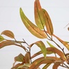 image:imageNearly Natural 5FT Wispy Artificial Eucalyptus Tree for Autumn Faux Eucalyptus Tree with Fall Colors for Home amp Office Dcor in Black Nursery Planter