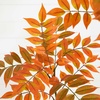 image:imageNearly Natural 5ft Autumn Minimalist Sumac Artificial Fall Tree