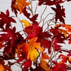image:imageNearly Natural 5ft PreLit Autumn Weeping Maple Artificial Fall Tree with 240 Warm White LED Lights