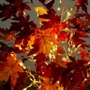 image:imageNearly Natural 5ft PreLit Autumn Weeping Maple Artificial Fall Tree with 240 Warm White LED Lights