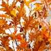 image:imageNearly Natural 5ft PreLit Burnt Orange Autumn Maple Artificial Fall Tree with 240 Warm White LED Lights