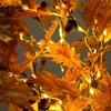 image:imageNearly Natural 5ft PreLit Burnt Orange Autumn Maple Artificial Fall Tree with 240 Warm White LED Lights