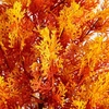 image:imageNearly Natural 5ft UV Resistant Autumn Artificial Fall Cedar Tree IndoorOutdoor