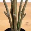 image:imageNearly Natural 6ft Autumn Oyama Magnolia Artificial Fall Tree