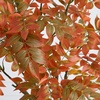 image:imageNearly Natural 6ft Autumn Sumac Artificial Fall Tree  Harvest Season Decor  Indoor Faux Plant  Vibrant Foliage Mimics Turning Leaves of Autumn