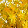 image:imageNearly Natural 6ft PreLit Yellow Autumn Maple Artificial Fall Tree with 350 Warm White LED Lights