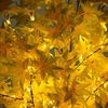 image:imageNearly Natural 6ft PreLit Yellow Autumn Maple Artificial Fall Tree with 350 Warm White LED Lights