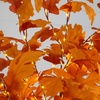 image:imageNearly Natural 7ft PreLit Autumn Maple Artificial Fall Tree with 450 Warm White LED Lights