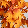 image:imageNearly Natural 7ft PreLit Autumn Maple Artificial Fall Tree with 450 Warm White LED Lights