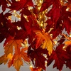 image:imageNearly Natural 7ft PreLit Autumn Weeping Maple Artificial Fall Tree with 450 Warm White LED Lights