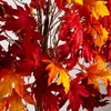 image:imageNearly Natural 7ft PreLit Autumn Weeping Maple Artificial Fall Tree with 450 Warm White LED Lights