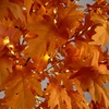 image:imageNearly Natural 8ft PreLit Autumn Maple Artificial Fall Tree with 660 Warm White LED Lights