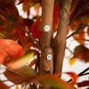 image:imageNearly Natural 9ft Autumn Ficus Artificial Fall Tree