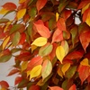 image:imageNearly Natural 9ft Autumn Ficus Artificial Fall Tree