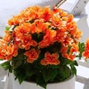 image:imageNearly Natural 19in UV Resistant Artificial Azalea Bush IndoorOutdoor  Set of 3Orange