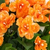 image:imageNearly Natural 19in UV Resistant Artificial Azalea Bush IndoorOutdoor  Set of 3Orange