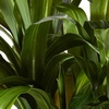 image:imageNearly Natural 4 ft Artificial Corn Stalk Dracaena RealTouch Floor Plant