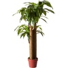 image:imageNearly Natural 4 ft Artificial Corn Stalk Dracaena RealTouch Floor Plant