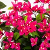 image:imageNearly Natural 4ft UV Resistant Artificial Spiral Bougainvillea Tree IndoorOutdoor4ft
