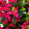 image:imageNearly Natural 4ft UV Resistant Artificial Spiral Bougainvillea Tree IndoorOutdoor6ft