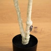 image:imageNearly Natural 7 ft Artificial Birch Tree with Real Touch Leaves4ft