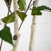 image:imageNearly Natural 7 ft Artificial Birch Tree with Real Touch Leaves7ft