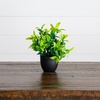 image:imageNearly Natural 7 in Artificial Mixed Botanical Plant Black Pot Set of 4