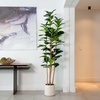 image:imageNearly Natural 7ft Artificial Fiddle Leaf Tree in Decorative White Planter