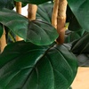 image:imageNearly Natural 7ft Artificial Fiddle Leaf Tree in Decorative White Planter
