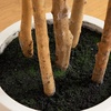 image:imageNearly Natural 7ft Artificial Fiddle Leaf Tree in Decorative White Planter