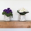 image:imageNearly Natural 8 in Artificial African Violet Plant in Vase Room Decor