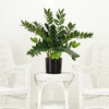 image:imageNearly Natural 28 in Artificial ZZ Plant with Planter for Home Office Decor
