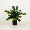 image:imageNearly Natural 28 in Artificial ZZ Plant with Planter for Home Office Decor