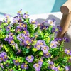 image:imageNearly Natural 13in UV Resistant Artificial Pansy Bush IndoorOutdoor  Set of 12Purple